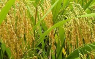 秋季作物怎么选种，选留穗大粒饱的单株、单穗做种