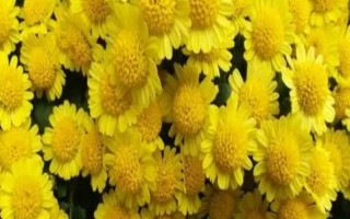 九月菊的掐头时间，一般在春季进行