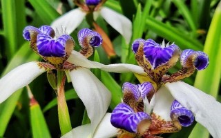 春天怎么养巴西鸢尾，喜欢生长在湿润的土壤里