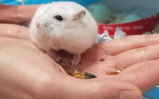 仓鼠的养殖环境，环境温度以20-30℃为宜