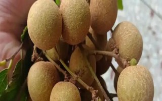 龙眼和荔枝有什么区别，前者表皮呈土黄色、后者表皮呈红褐色