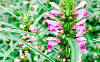 益母草能直接喂牛吗,可以直接给牛喂食益母草