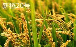 适合种植在新疆地区的水稻品种,新稻58号可在南疆和北疆推广种植