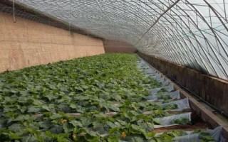 温室蔬菜覆膜禁忌,覆盖工业薄膜会对蔬菜产生毒害
