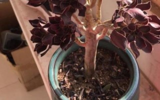 黑法师叶子掉光了还能不能活，发生在夏季的话就无须担心