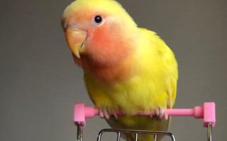 鹦鹉的品种介绍，常见的有虎皮鹦鹉、亚历山大鹦鹉等