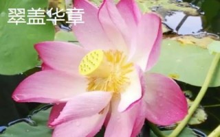名贵荷花品种介绍,这十种一定要了解