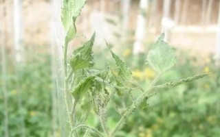 棚室更茬换季要注意什么，为图省事将残株杂草翻入地中容易引发病虫害