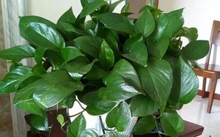 绿萝有没有毒，其汁液有毒