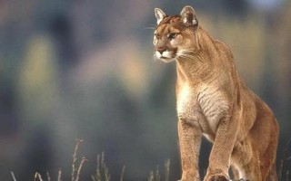 猫科动物有哪些种类,可分为猎豹亚科、豹亚科、猫亚科