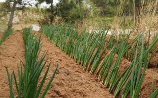 大葱怎么在冬季进行水栽，每隔3天要追施一次营养液