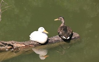 鸭子如何区分公母,公鸭尾巴下垂、母鸭尾巴上翘
