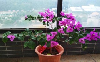巴西紫三角梅是否勤花,花期持续时间长且开花量大