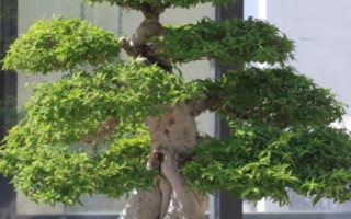 倒卖盆景能挣钱吗,每年的利润是很可观的