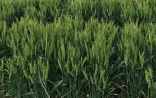 轮选145小麦种子简介，足墒播种