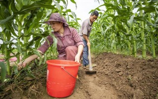 怎么用地膜种玉米，育苗移栽需要先栽苗再覆膜