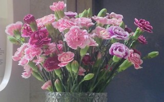 康乃馨的花语，寓意感恩、感谢、尊敬等