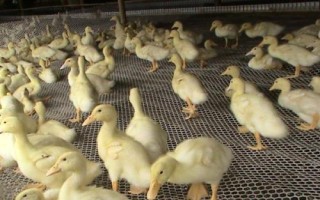 野鸭怎么饲养，场地中要栽培水生植物营造野生环境