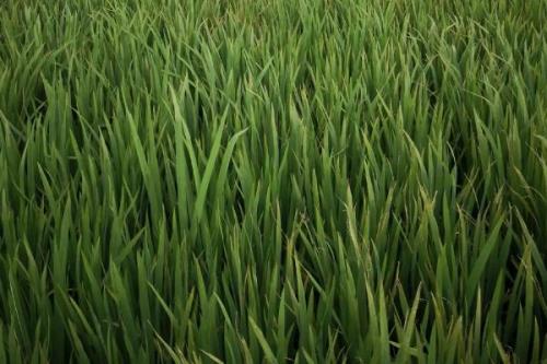 韵两优516水稻种简介，秧田亩播种量8－10千克