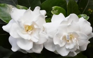 虎头茉莉的施肥方法,按照薄肥勤施的原则追施