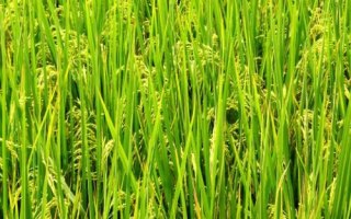 荃粳835水稻种子介绍,秧田亩播种量10千克