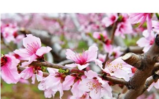 春天开什么花，常见的有桃花、樱花、迎春花等