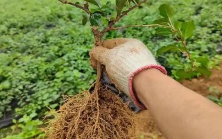 杨桃的种植技术，要挑选长势良好、无病虫害的树苗