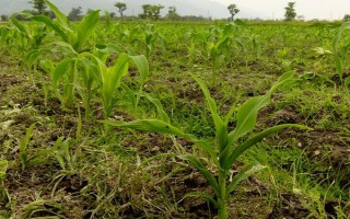 登海3521玉米品种简介,苗期注意防治粘虫