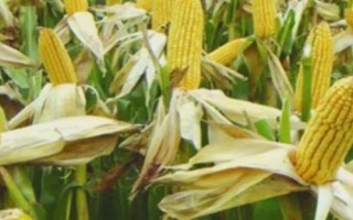 金张掖1706玉米种子简介,种植密度每亩4500株
