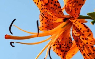 百合的品种，分为卷丹百合、美丽百合、山丹百合等