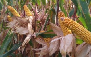 盈泰V10（试验名称：福单9号）玉米品种的特性，中抗纹枯病