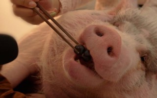 治疗猪拉肚子的土方法，可以用新鲜的鱼腥草加玉米芯的灰煮水