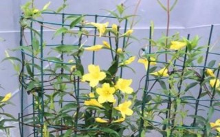 香水藤的养殖方法，可每2个月施一次有机肥