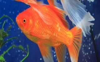 金鱼的品种有哪些,分为草种、文种、龙种、蛋种四个大类