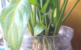 水培白掌的养殖方法,夏季一个星期换水一次
