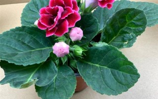 芙蓉花半年没浇水能否存活，盆栽芙蓉花会干枯死亡