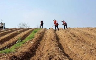 蔬菜轮换种有什么优点，可有效利用土壤养分并控制病害相互传染