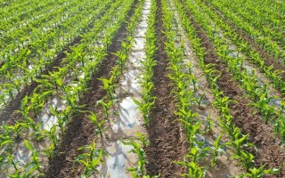 东农270玉米种子特点，在适应区5月10日左右播种