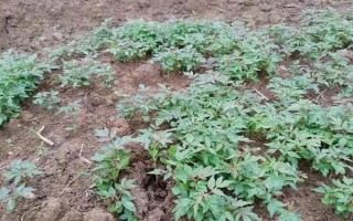 香椿的播种方式，未出苗前需严格控制浇水