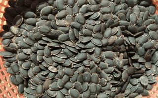 种丝瓜的方法，播种前先晒种2-3天