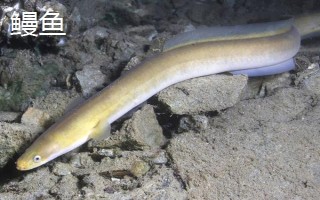 鱼是哪种生殖方式，属于有性生殖