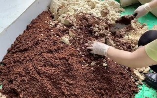 哪种桂花比较耐寒，丹桂可以忍耐零下13℃左右的低温