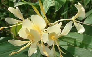 姜花有没有毒，本身不带毒素