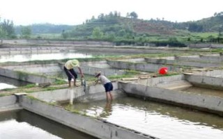 怎么养殖甲鱼，每天可以投喂3次