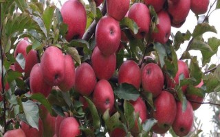 苹果怎么种，在秋冬季土壤封冻前种植