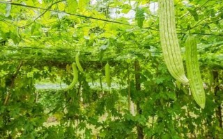 苦瓜的种植技术，控制生长温度在15-28℃之间