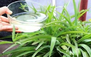 怎么浇花，不干不浇，浇则浇透