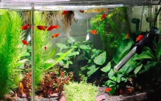 怎么才能让鱼缸里的死水变成活水，最好安装一个过滤器