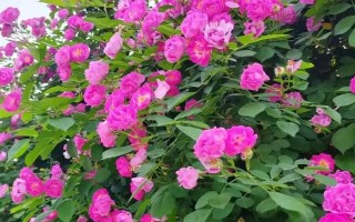 蔷薇花的花期,花期在每年的5-9月