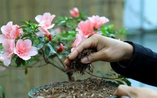 种植杜鹃花的要点，注意剪除细弱的枝条和过于繁茂的枝条